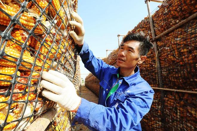 安徽向前｜濉溪：一块田 一粒种 一个梦工场